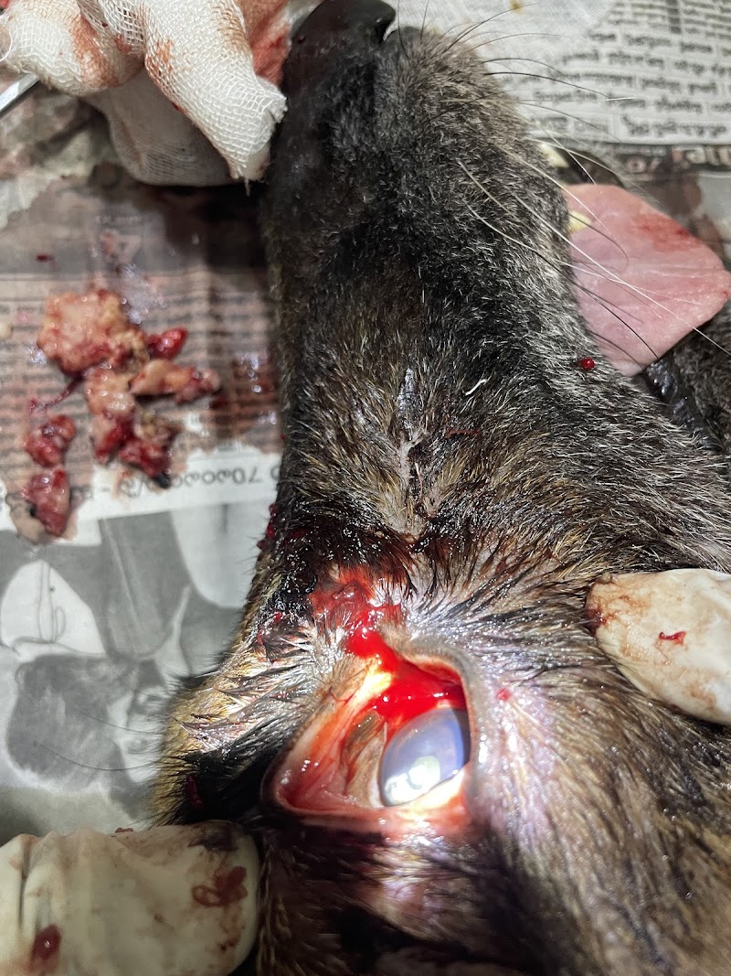 The Aniheal Pet Clinic&Surgical Centre — Photo 4