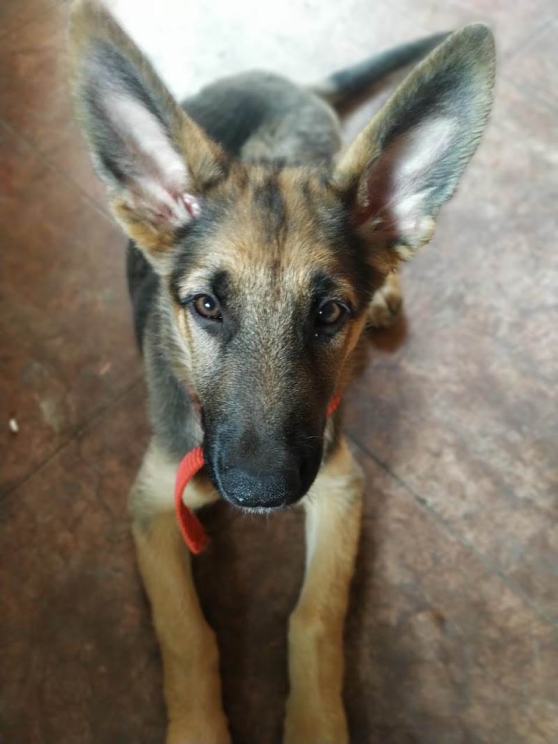 The Barking Babies — Photo 2