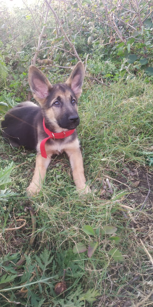 The Barking Babies — Photo 3