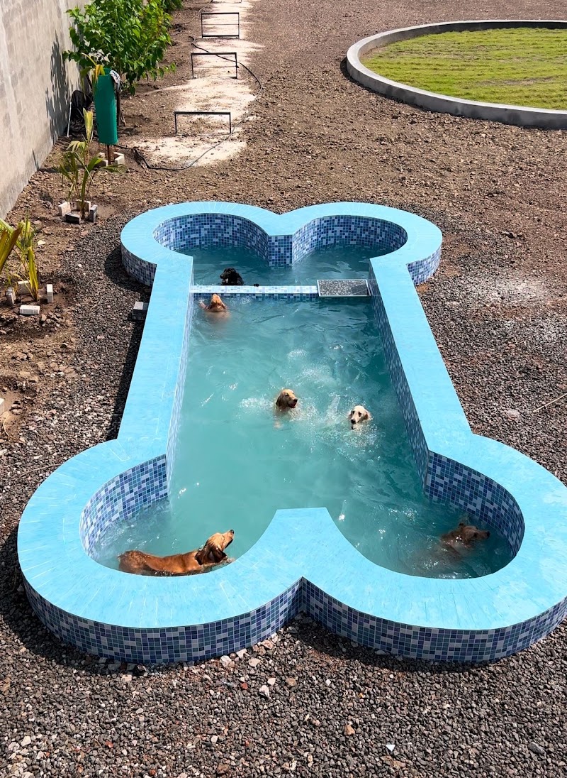 The best dog training center and hostel — Photo 4