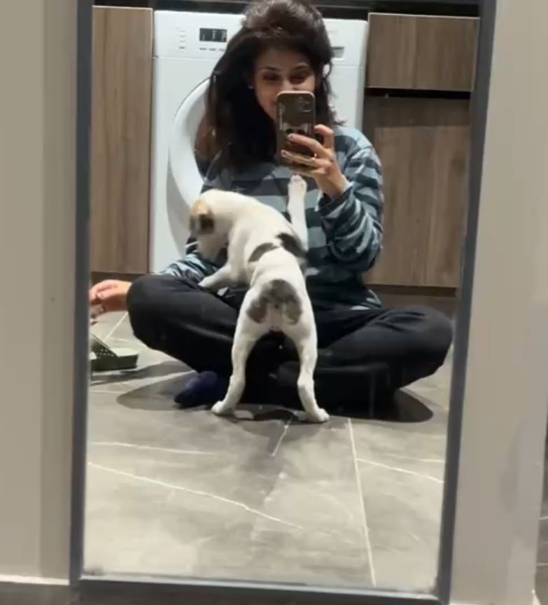 The collar squad Dog Home Boarding