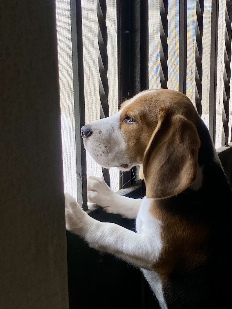 The Desi Dog-father — Photo 2