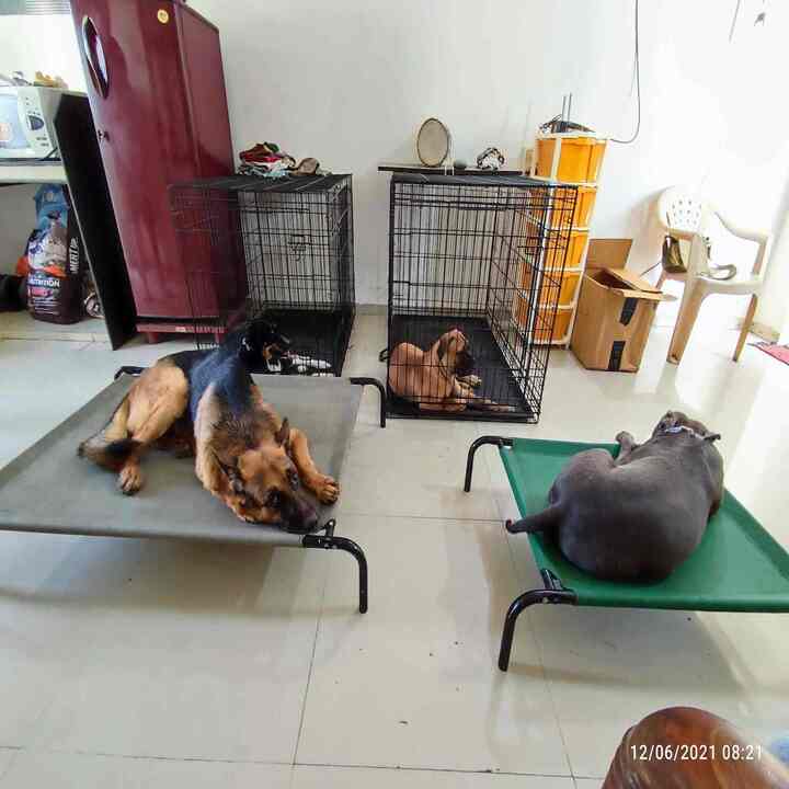 The Desi Dog-father — Photo 3