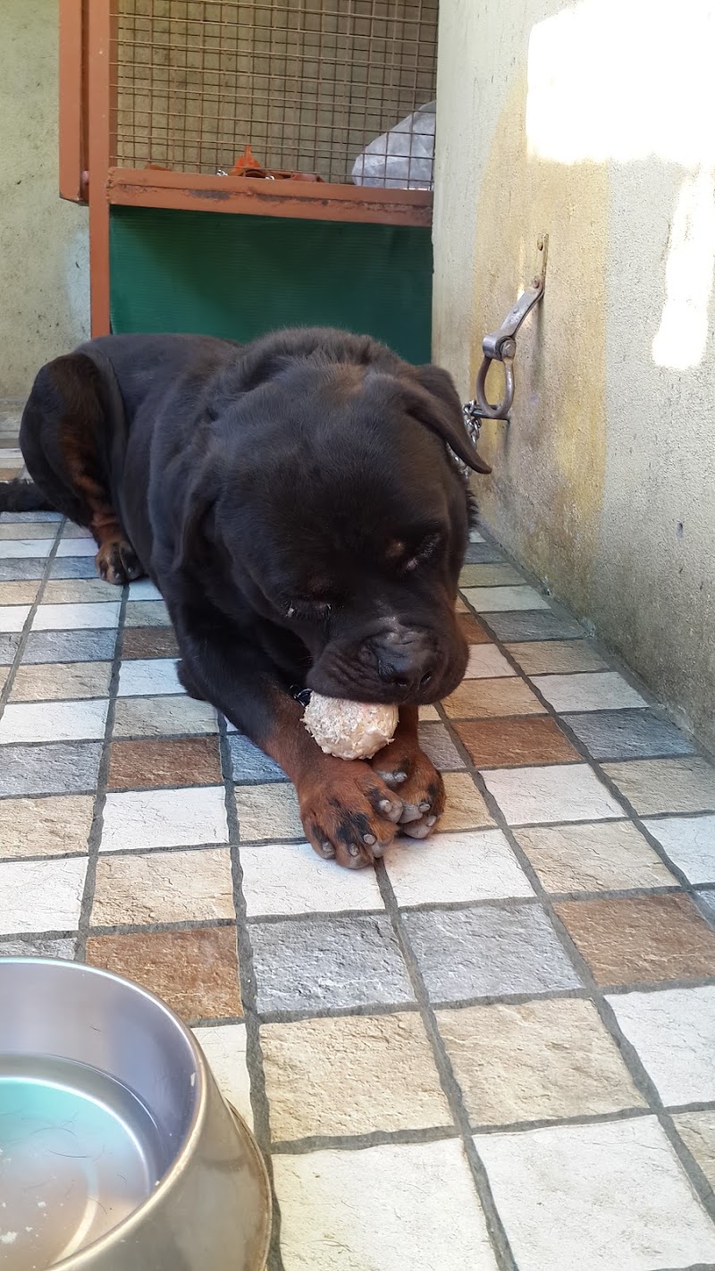 The DOG Trainer — Photo 2