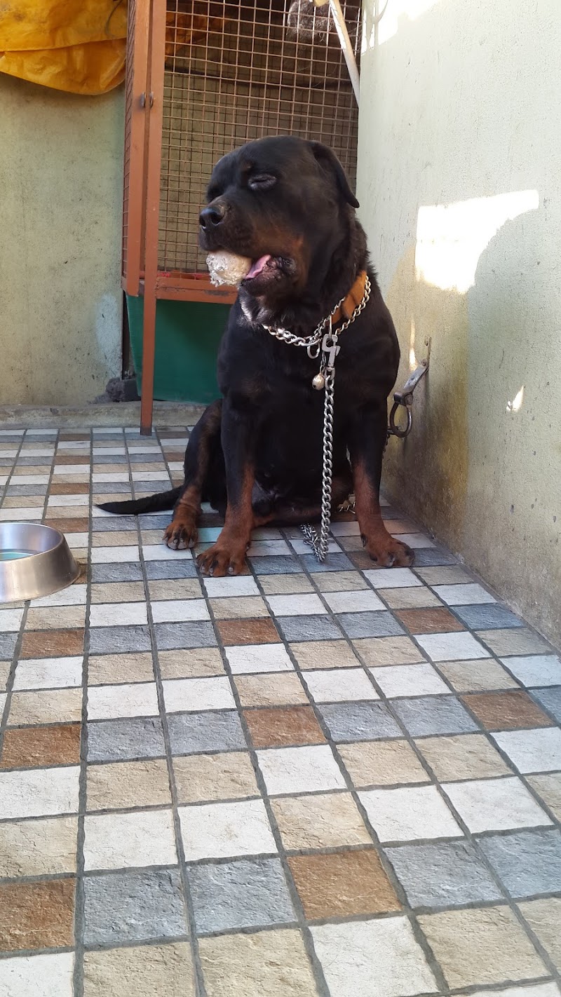 The DOG Trainer — Photo 3