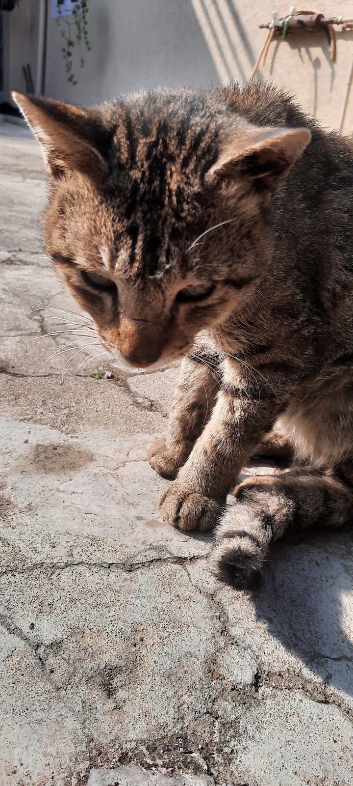 The Dog Vet — Photo 3