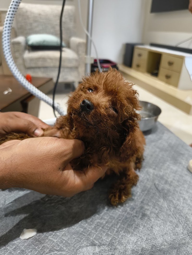 The Dog Vet — Photo 4