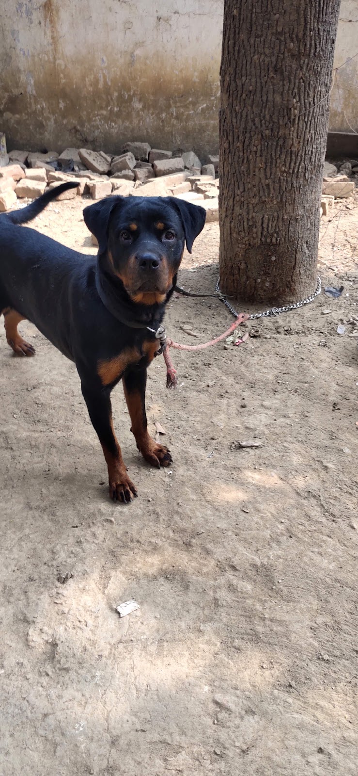 THE DOG WALKER SERVICE — Photo 2