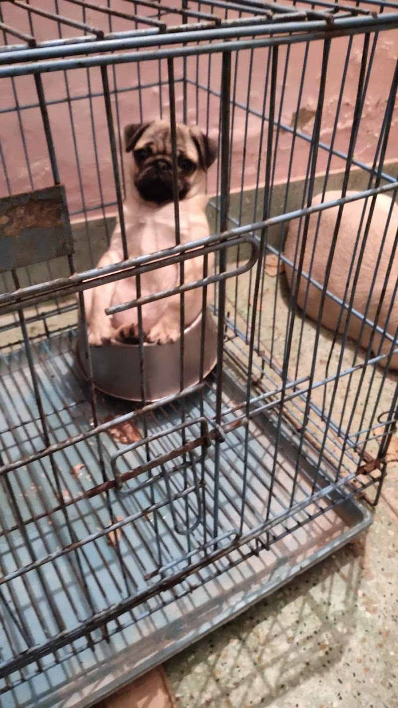 THE DOG WALKER SERVICE — Photo 3