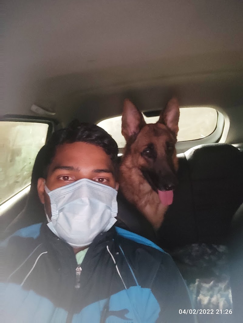 THE DOG WALKER SERVICE — Photo 4