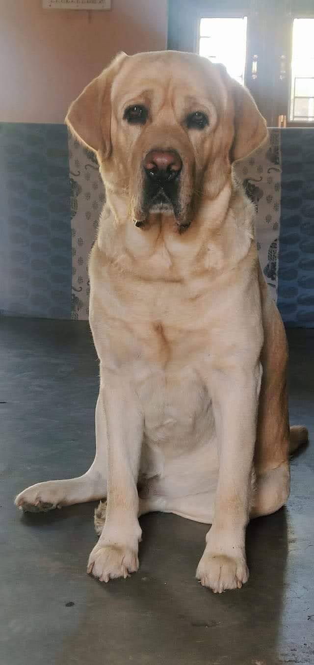 The Dog World (Manoj Pet Shop) — Photo 2