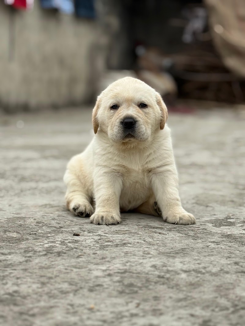 The Dog World (Manoj Pet Shop) — Photo 3