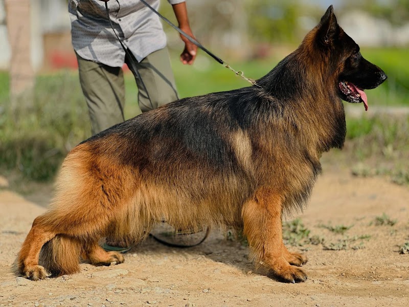 The Dog World (Manoj Pet Shop) — Photo 4