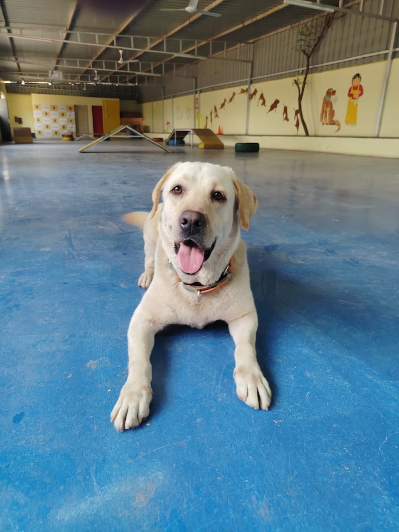 The DOGZ Place — Photo 4