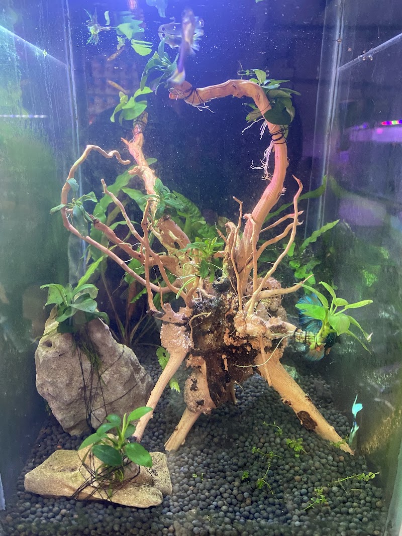 THE GREEN Aquarium — Photo 3