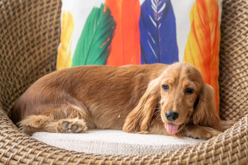 The Ohana At Thane - Pet Boarding and Pet Training centre — Photo 4