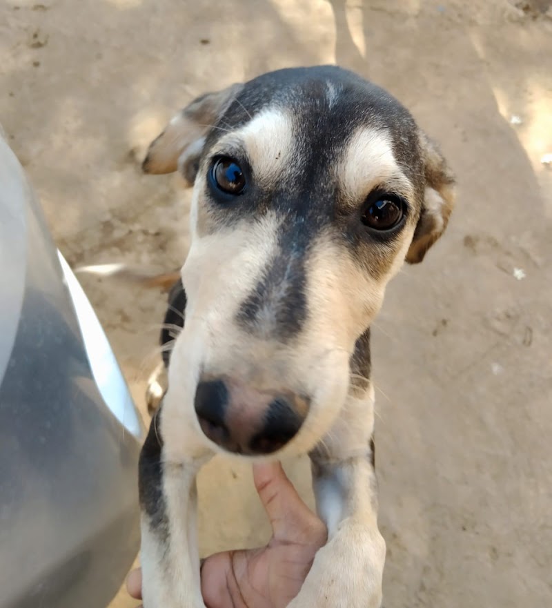 The Pawfect Wags — Photo 4