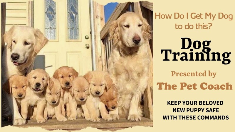 The Pet Coach (Training, Boarding & Selling)