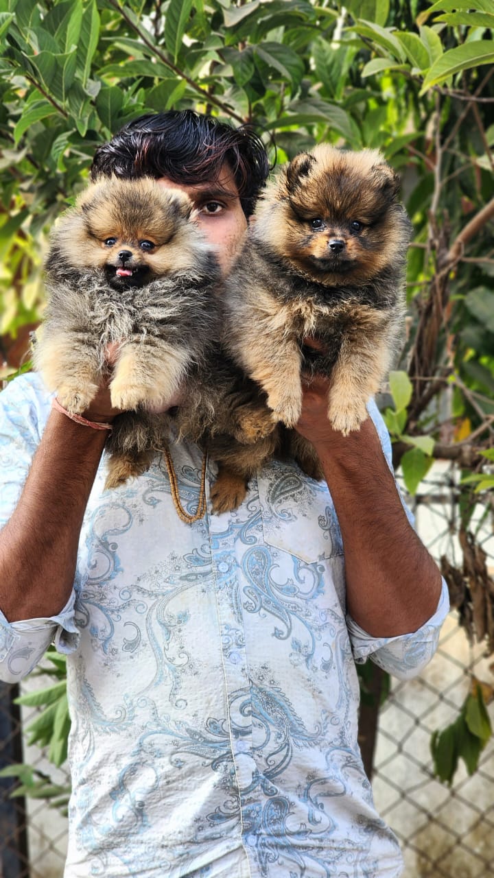 The Pet Emporium — Photo 2