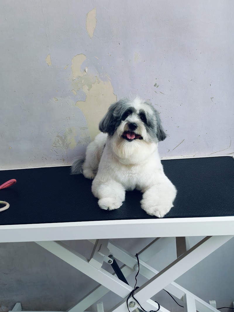 The Pet Glow — Photo 2