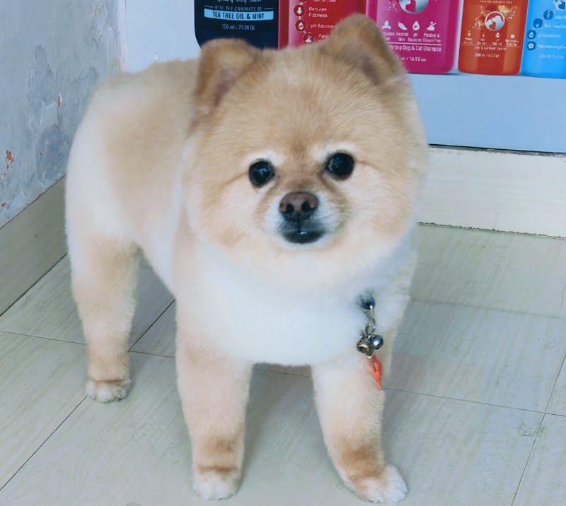 The Pet Glow — Photo 3