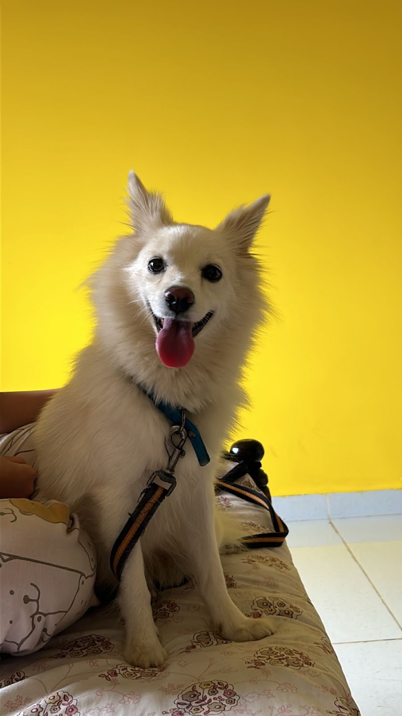 The Pet Hostel (A Hostel For Dogs) — Photo 2