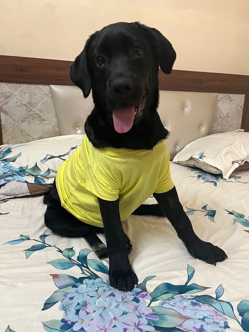 The Pet Nation — Photo 4