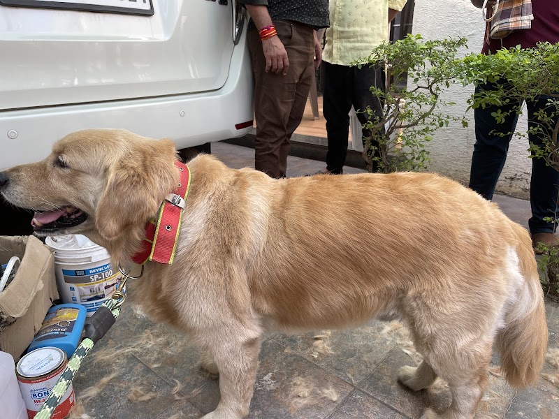 THE PET STORIES — Photo 2