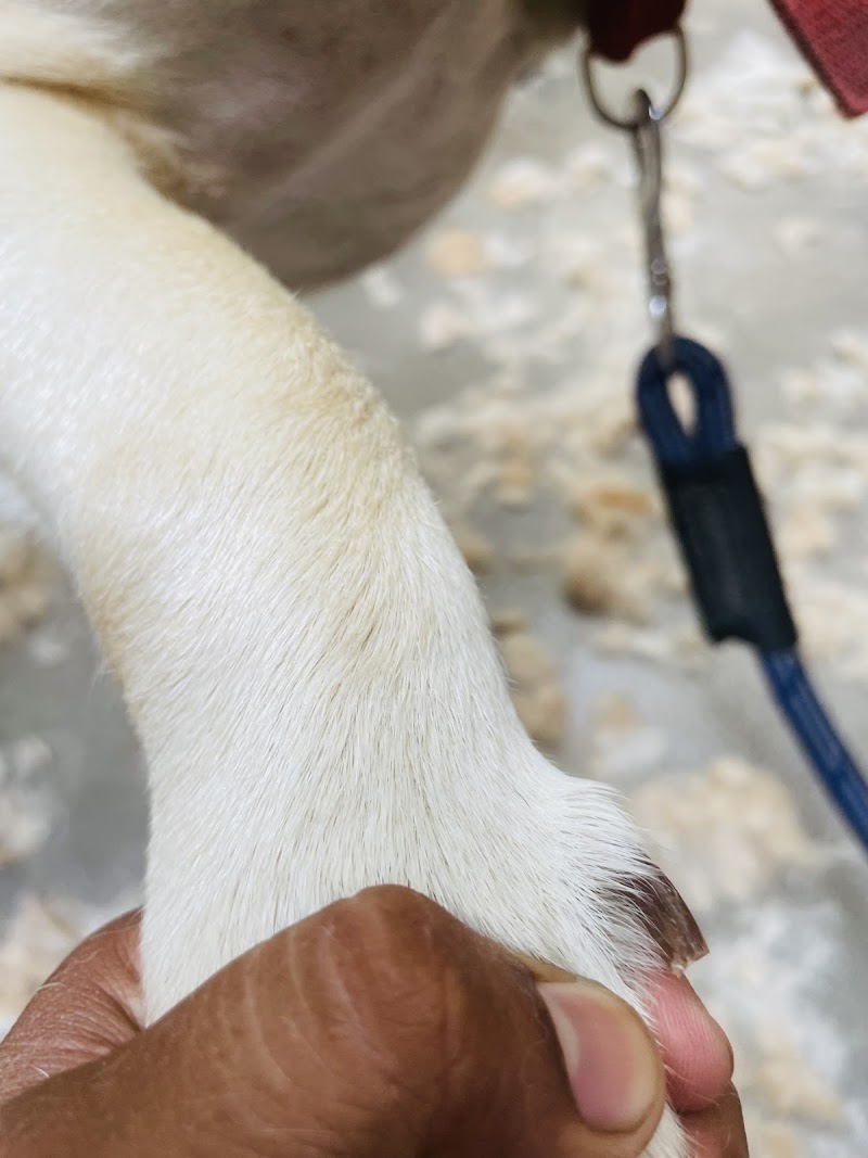 THE PET STORIES — Photo 3