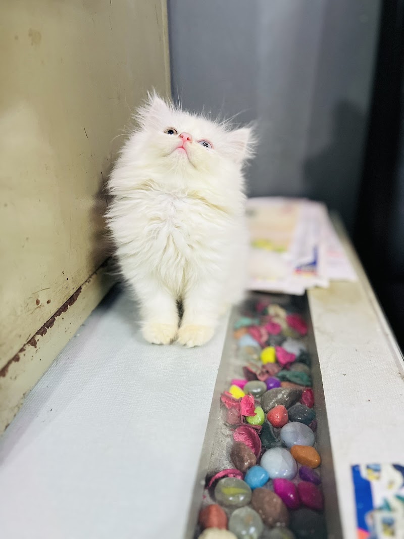 The Petland — Photo 3