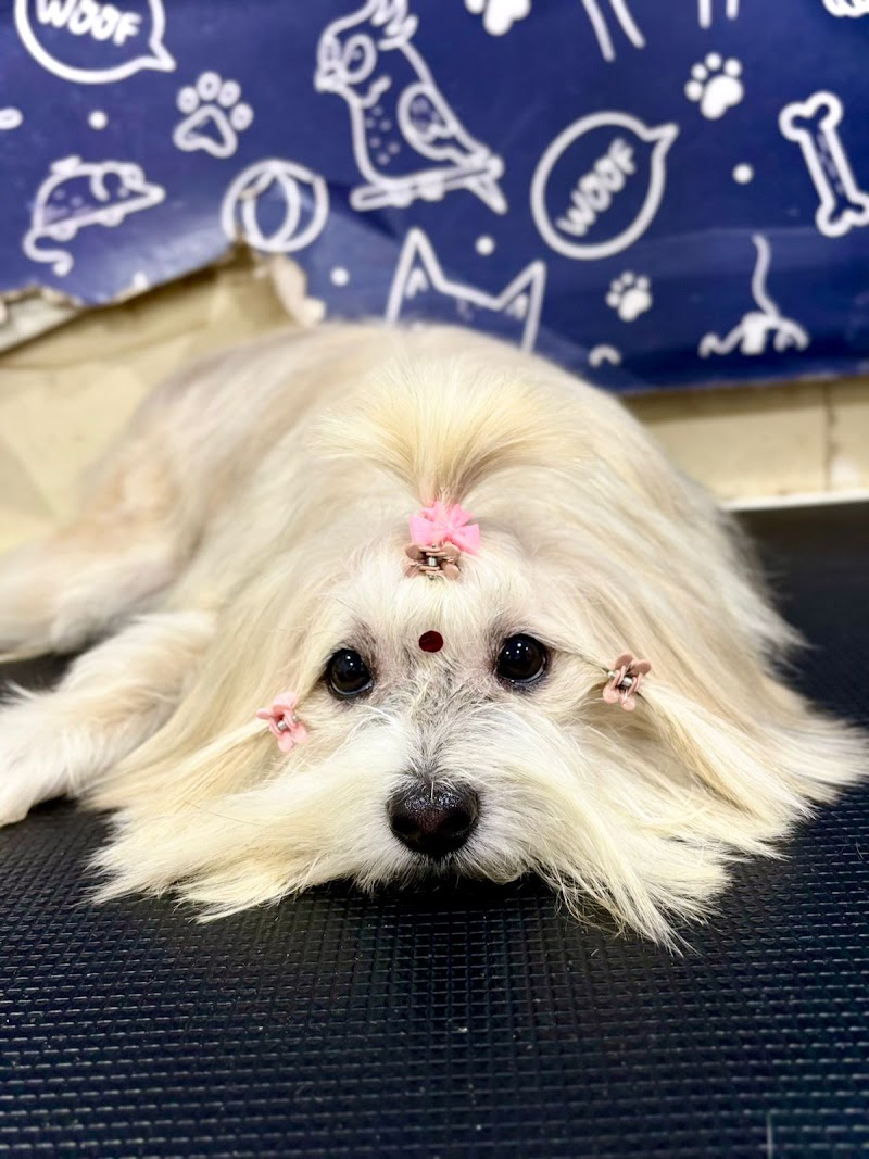 The PetNest Multi-speciality Veterinary Hospital — Photo 2