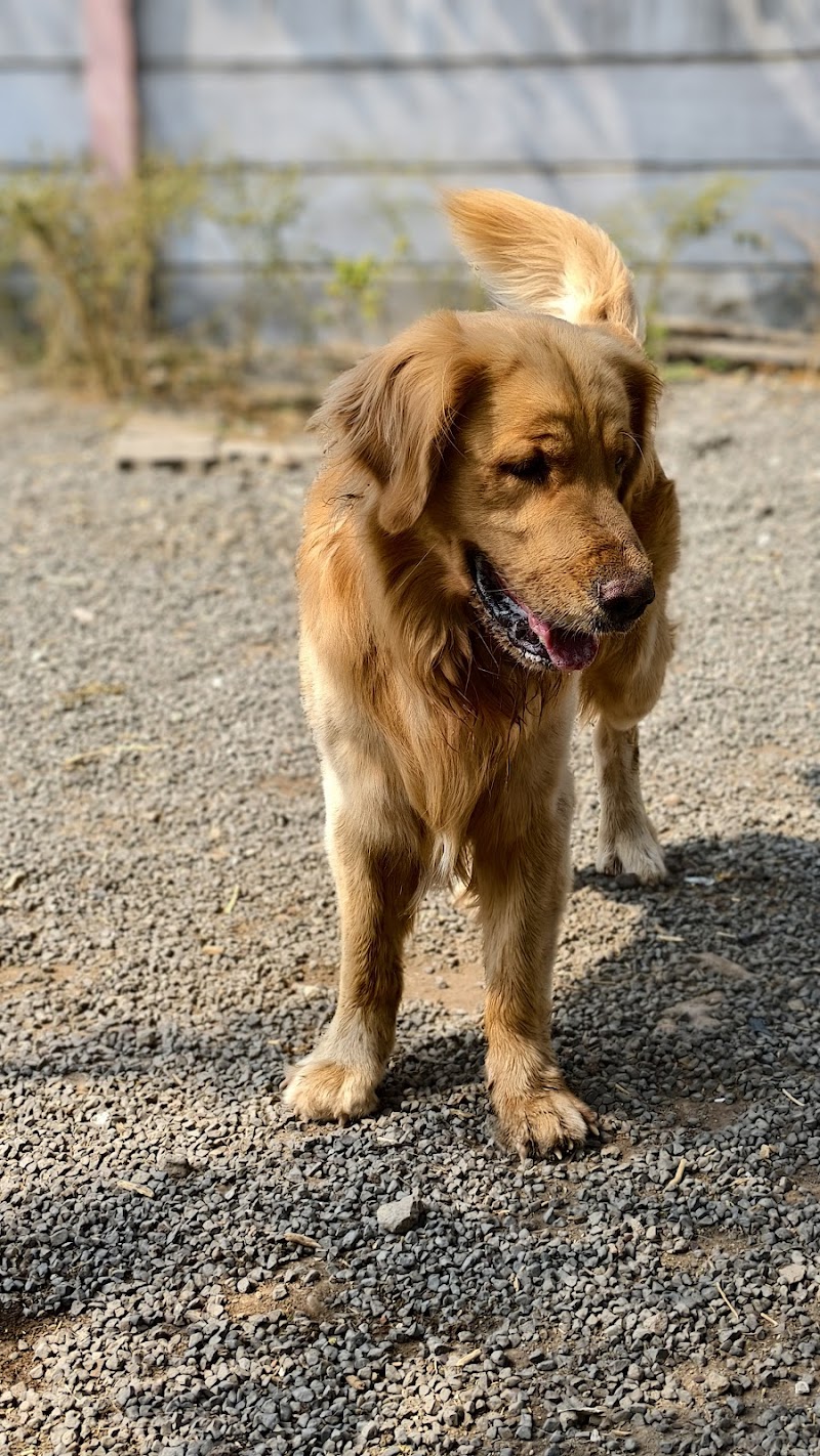 The Pets Downtown LLP