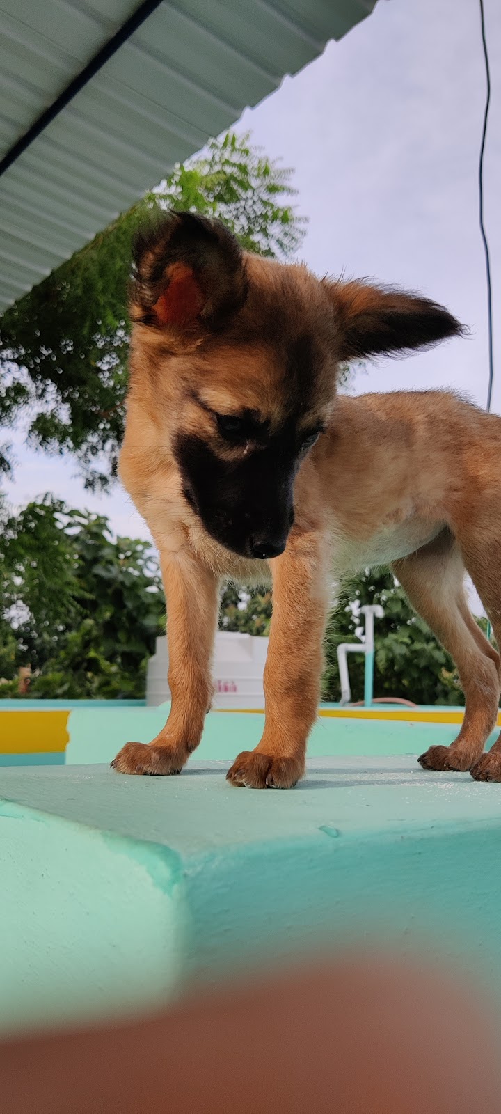 The Seeshah's Kennel Foundation — Photo 3