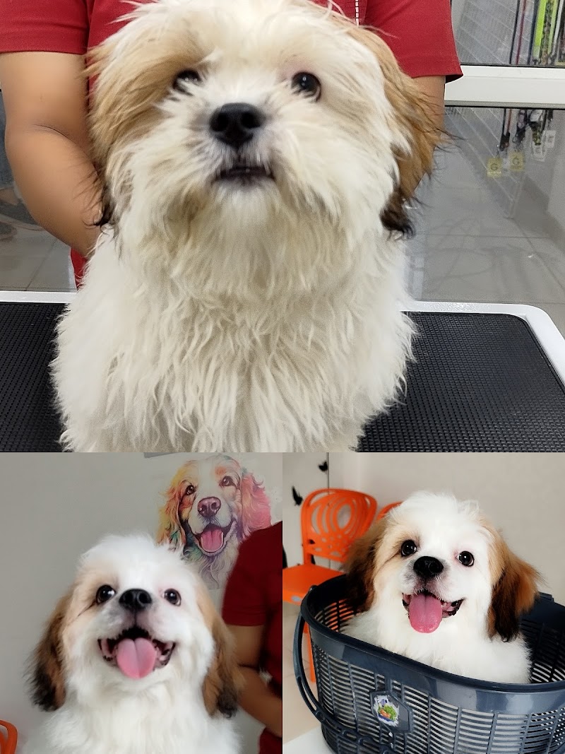 The Urban Paws Pune | Pet Grooming Salon @ Kharadi