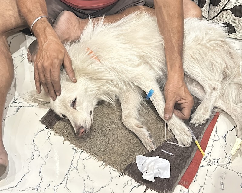 THE VISITING15VETS GHY — Photo 2