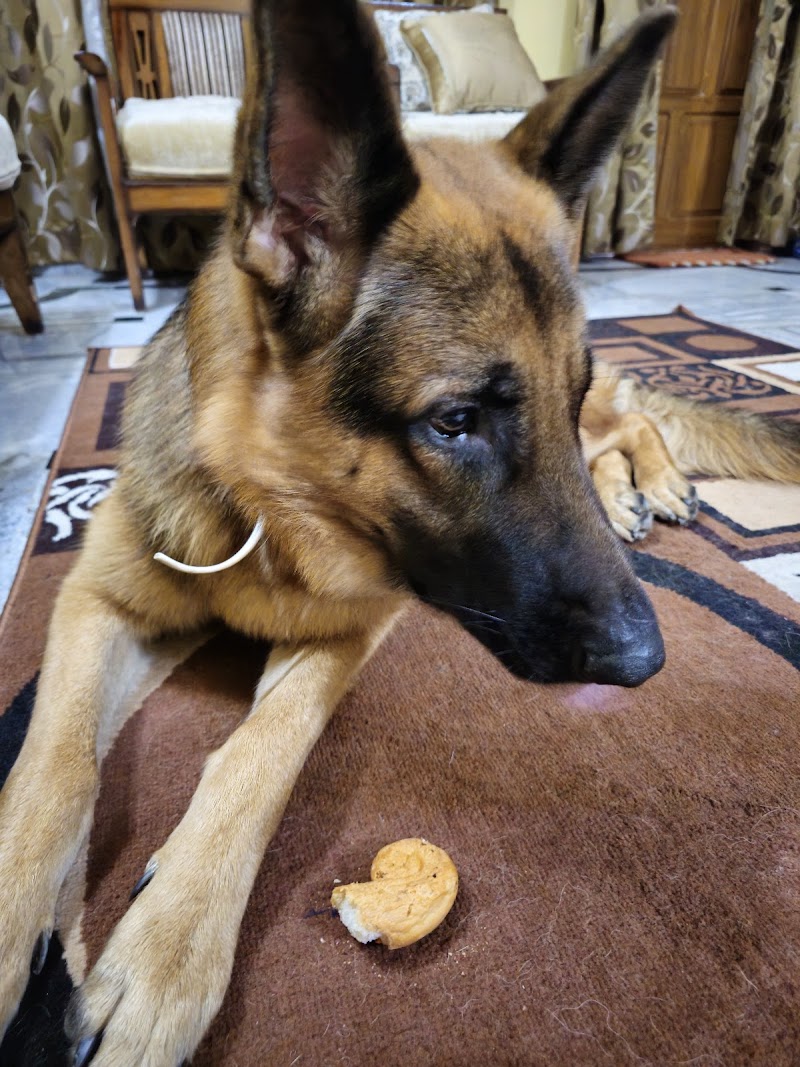 THE VISITING15VETS GHY — Photo 4