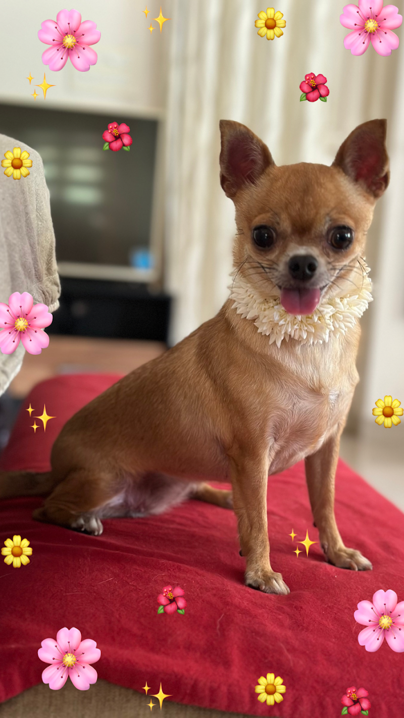 ThePupLodge — Photo 3