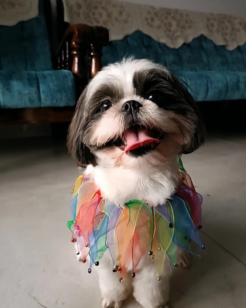 ThePupLodge — Photo 4