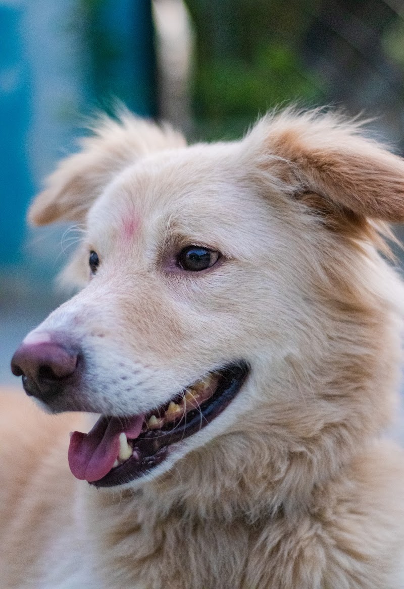 Thor & simba pet home