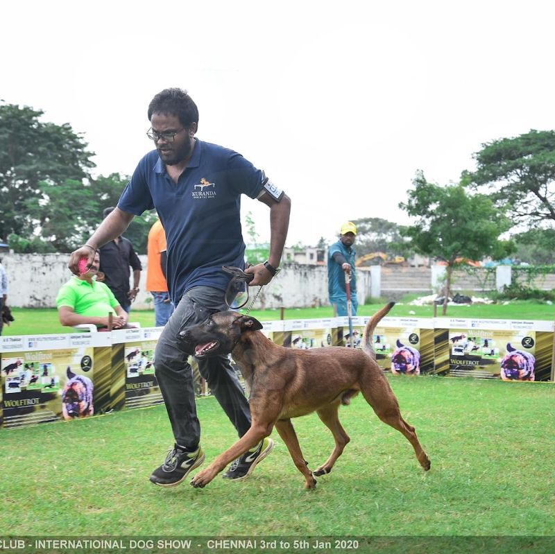 Travail Dog Training — Photo 2