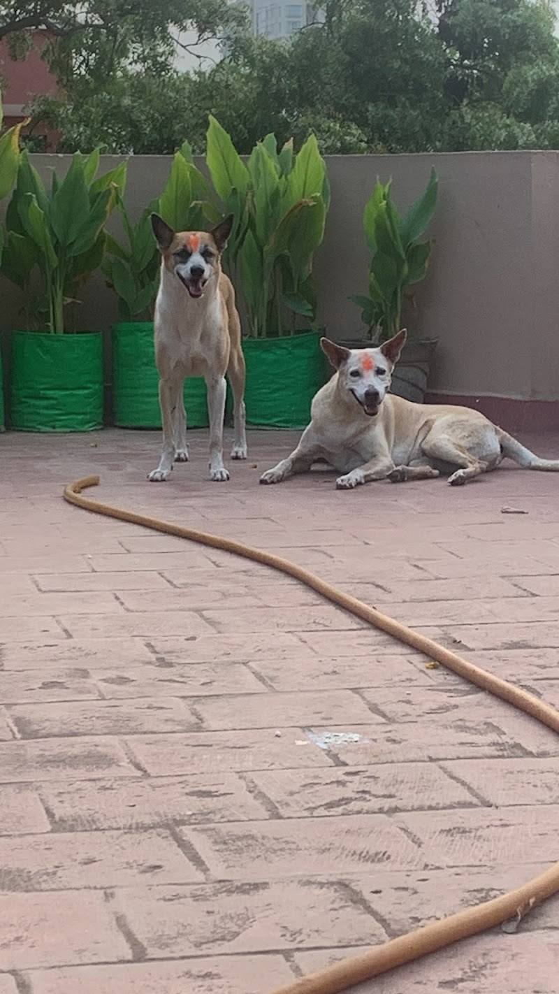 Travail Dog Training — Photo 4