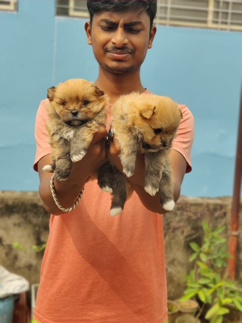 TT dog kennel — Photo 2