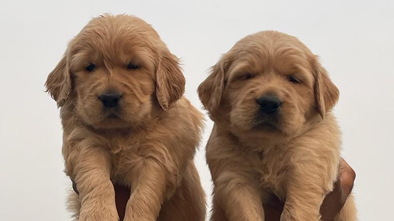 TT dog kennel — Photo 3