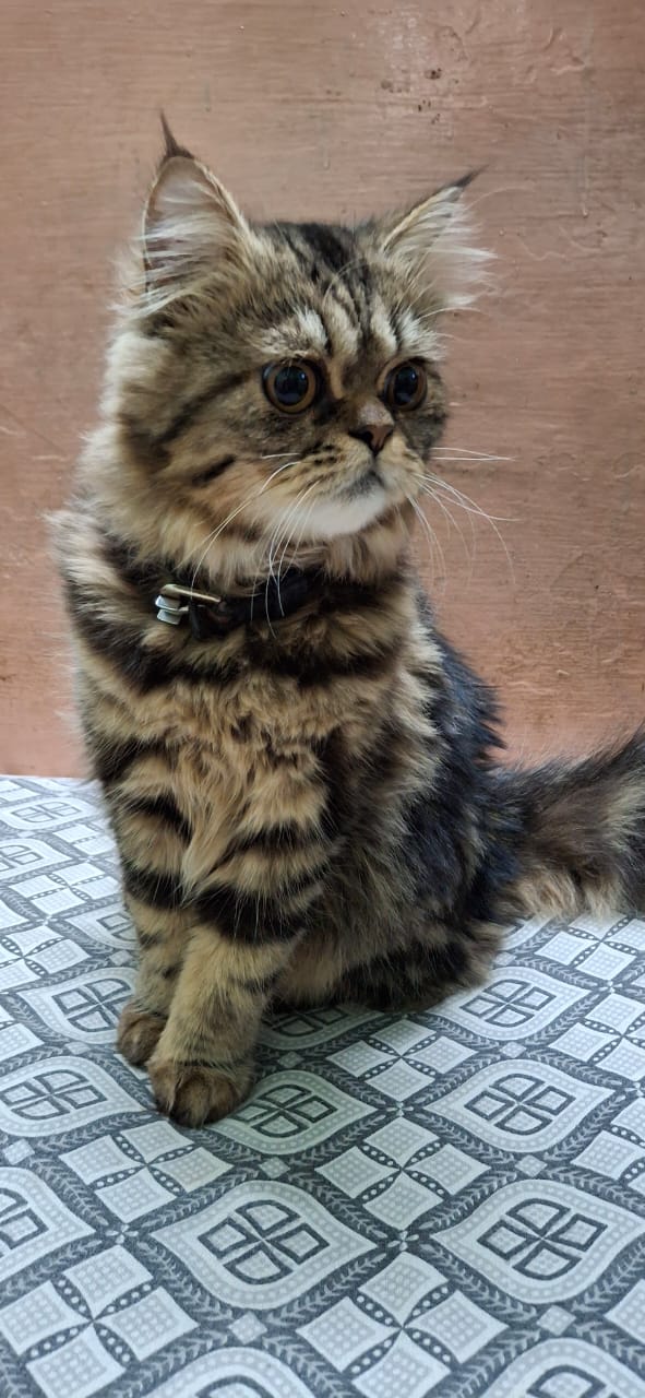 TUSHAR _A Pet sitting centre