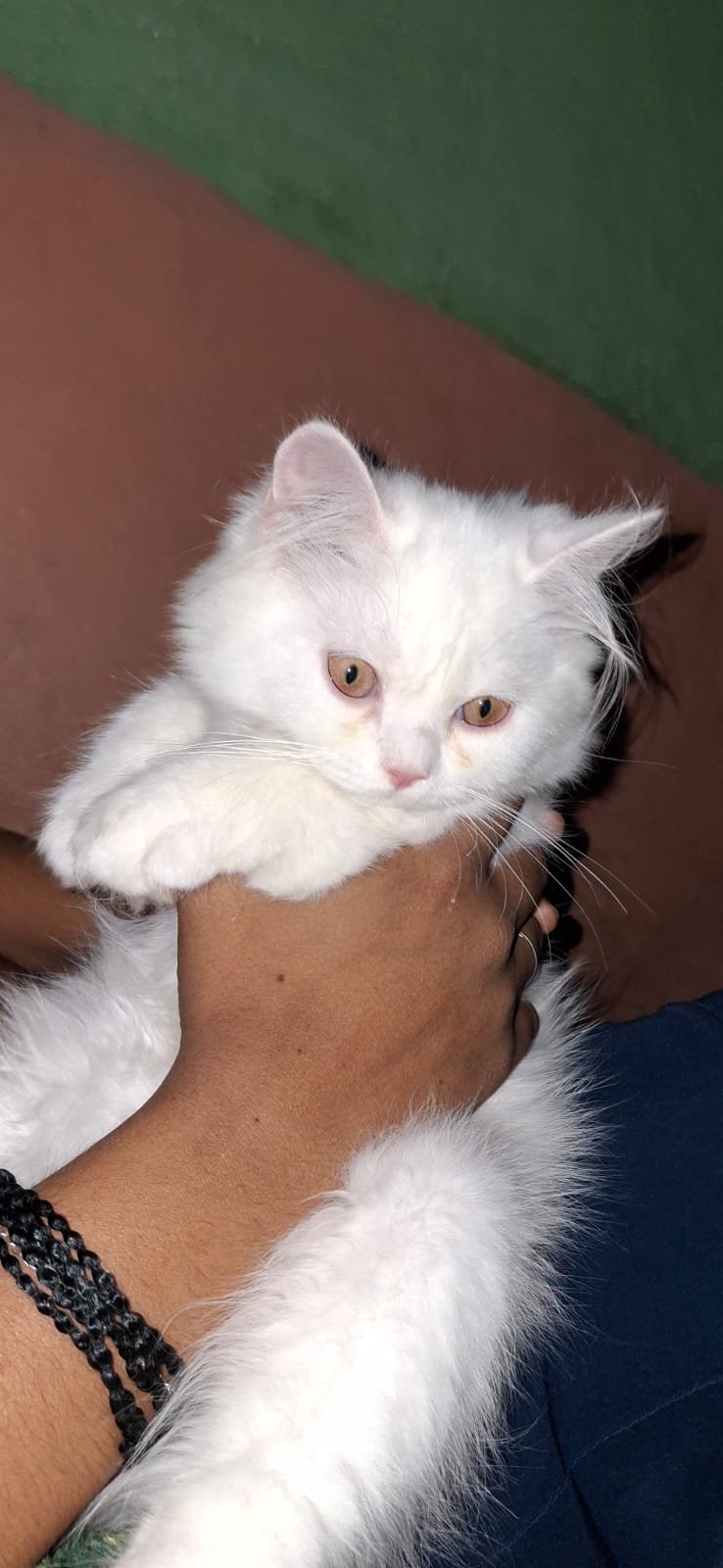 TUSHAR _A Pet sitting centre — Photo 2