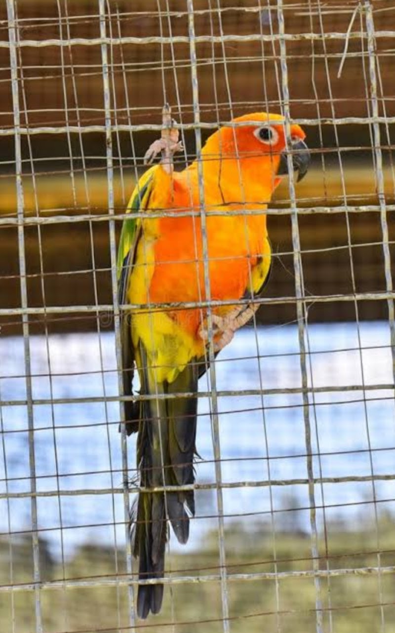 TUSHAR _A Pet sitting centre — Photo 3