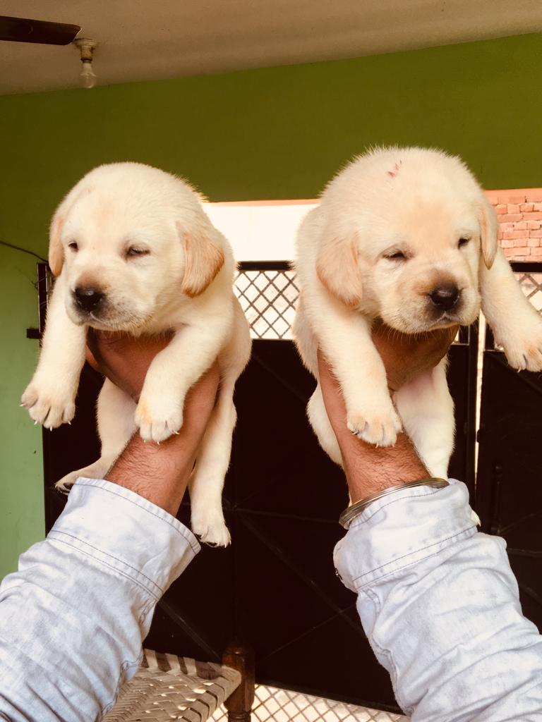 UK07 Pets World & Dog Kennel Dehradun — Photo 3