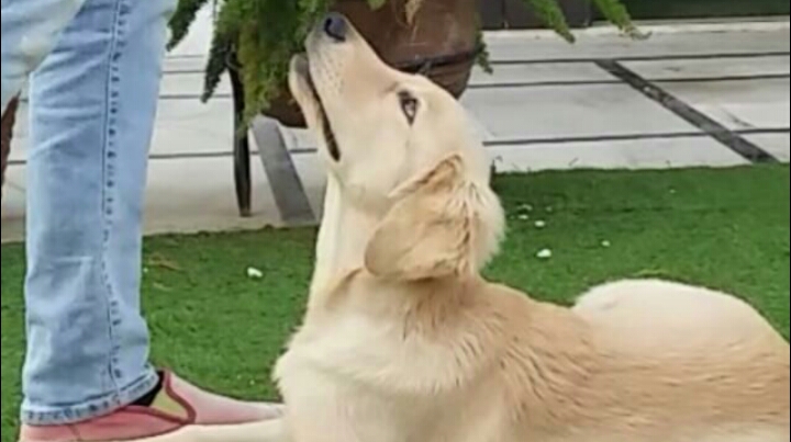 UNIQUE DOG TRAINING CENTER