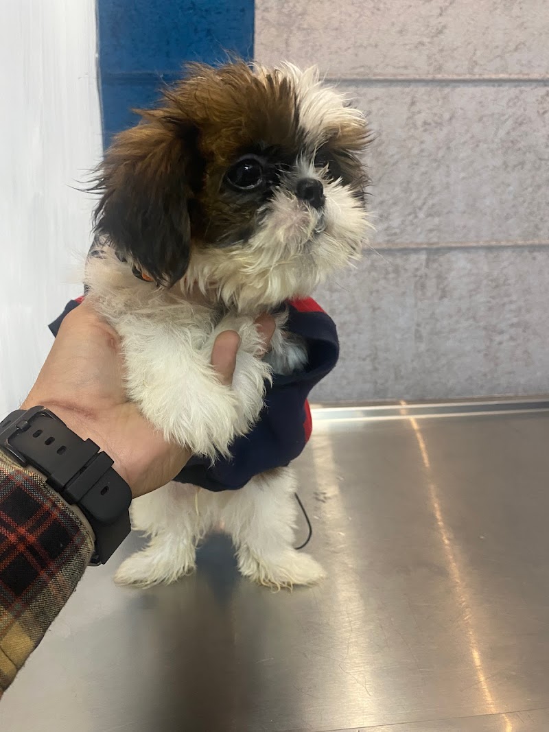 URBAN PET CLINIC — Photo 2