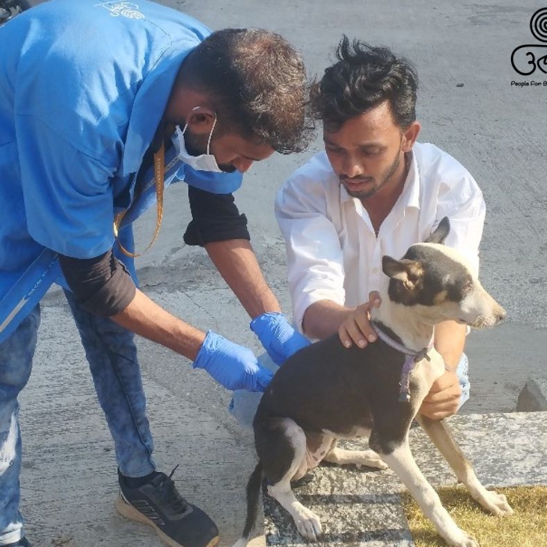 Utkarsh Animal Hospital - Nashik — Photo 4